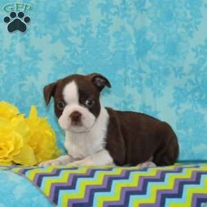 Jimmy, Boston Terrier Puppy